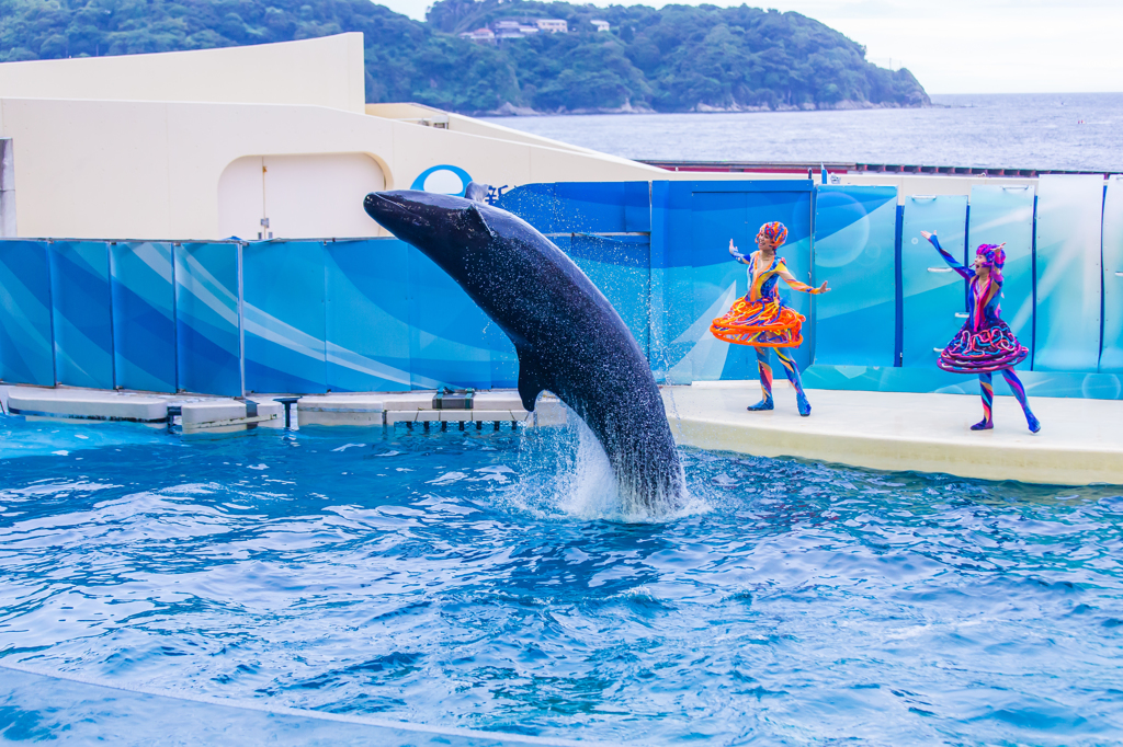 新江ノ島水族館#5