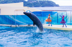 新江ノ島水族館#5