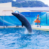 新江ノ島水族館#5