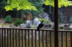 靖国神社_02