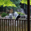 靖国神社_02