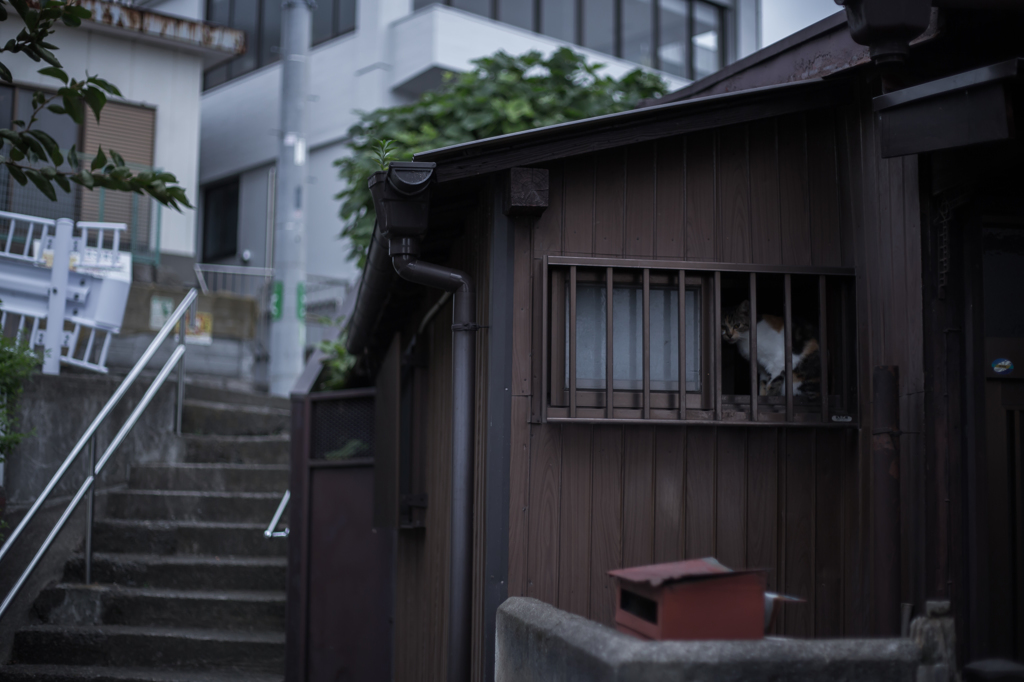 横浜野毛の野良猫