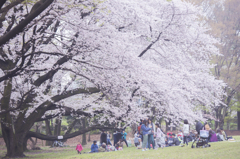 お花見