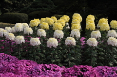 新宿御苑　菊花壇展-7