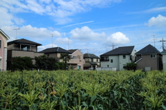 ご近所散歩１