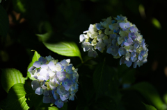 紫陽花　町田・えびね苑