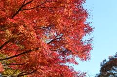 高尾山の紅葉03