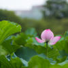 不忍池の蓮