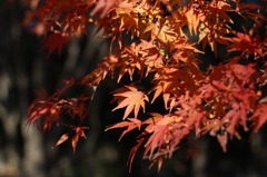 昭和記念公園04