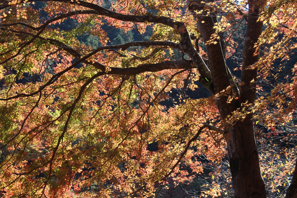 高尾山の紅葉04