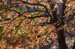 高尾山の紅葉04