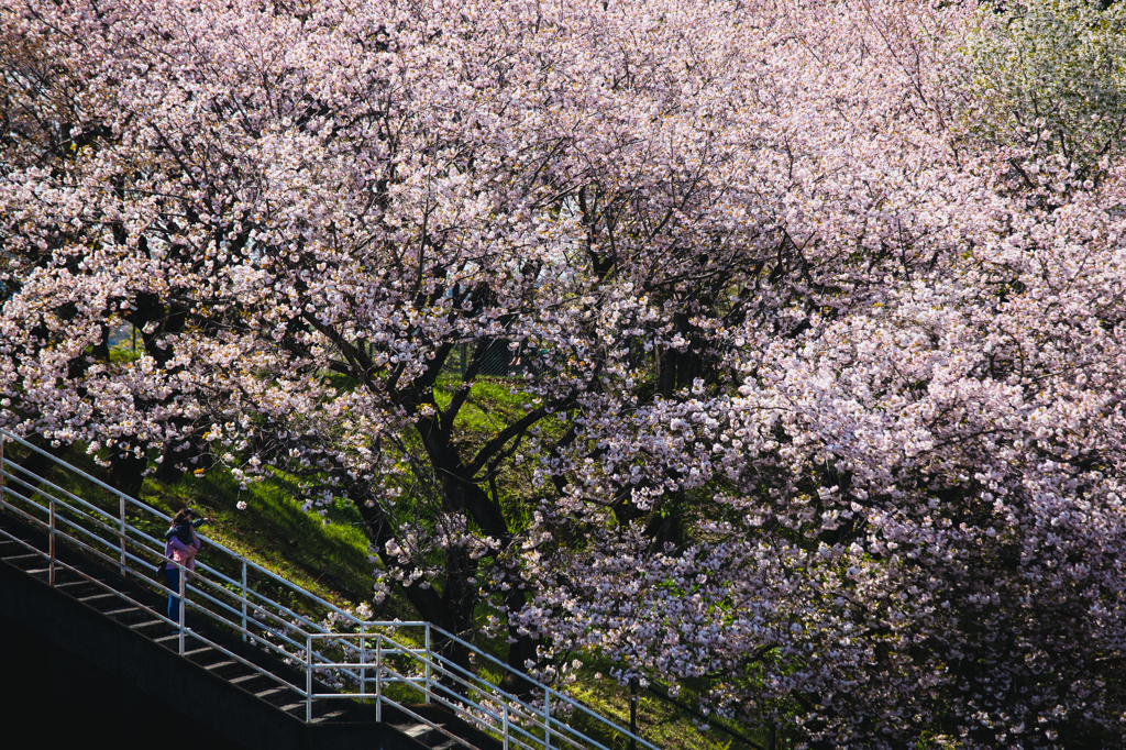 横から桜