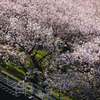 横から桜