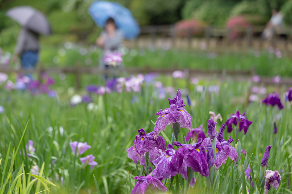 花菖蒲（町田・薬師池公園）#2