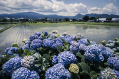 田園風景