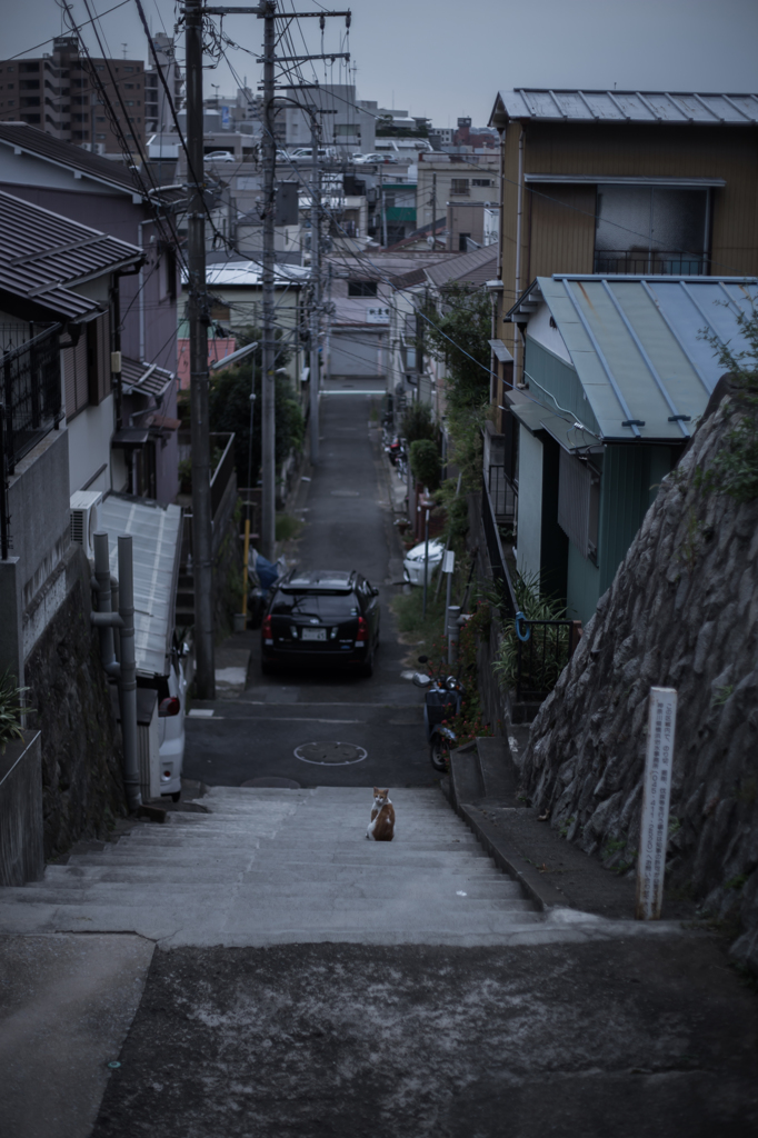 横浜野毛の野良猫