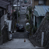 横浜野毛の野良猫