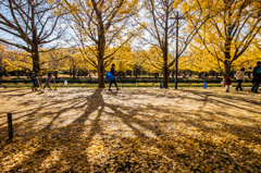 紅葉風景@昭和記念公園