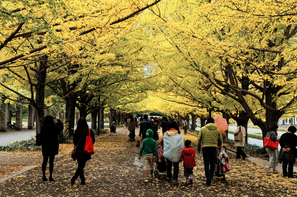 紅葉風景@昭和記念公園