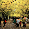 紅葉風景@昭和記念公園