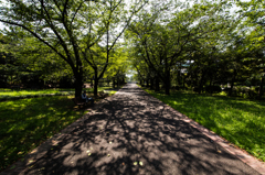 夏の公園