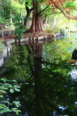 公園風景_石神井公園