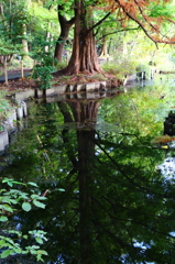 公園風景_石神井公園