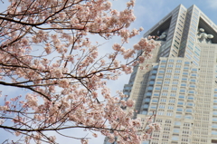 桜@新宿１