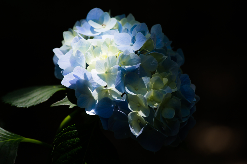 紫陽花　町田・えびね苑