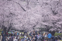 お花見