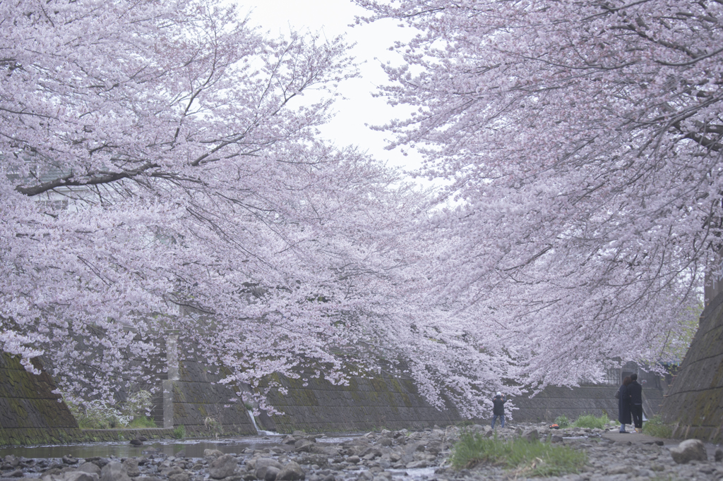 町田恩田川にて
