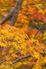 紅葉風景@昭和記念公園