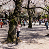 桜スナップ@靖国神社#1