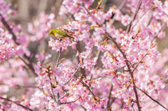 河津桜とメジロ