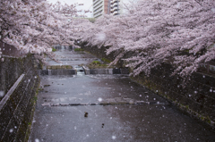 桜吹雪