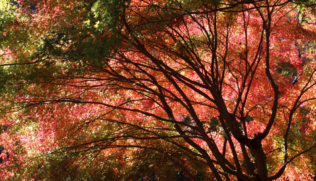 高尾山の紅葉02