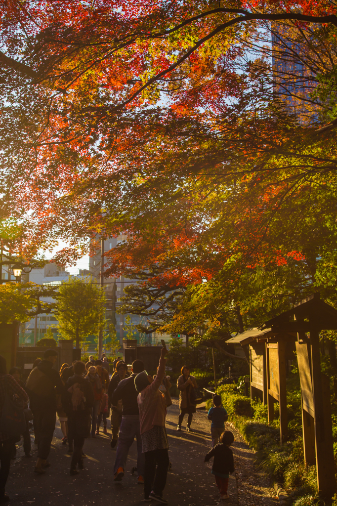 紅葉風景@小石川後楽園#4