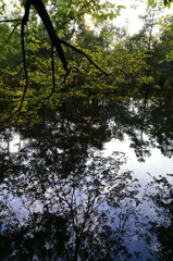 公園風景_石神井公園