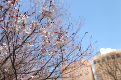 桜@新宿３