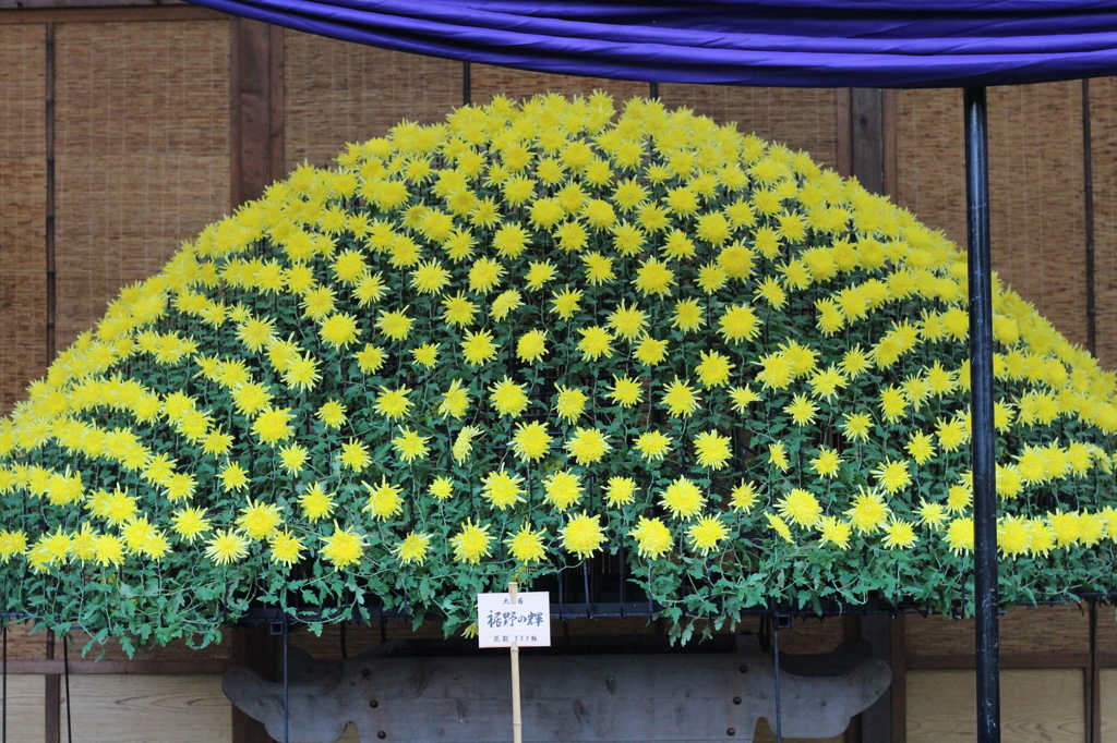 新宿御苑　菊花壇展-11