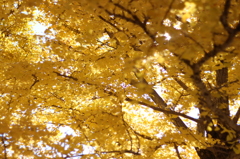 昭和記念公園02
