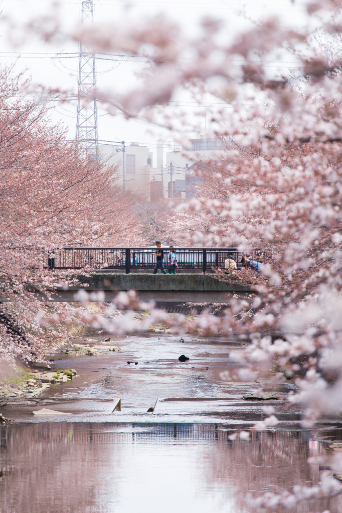 桜スナップ