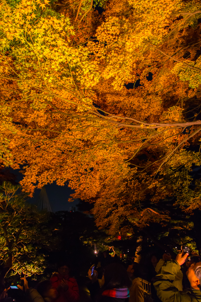 紅葉風景@六義園ライトアップ#4