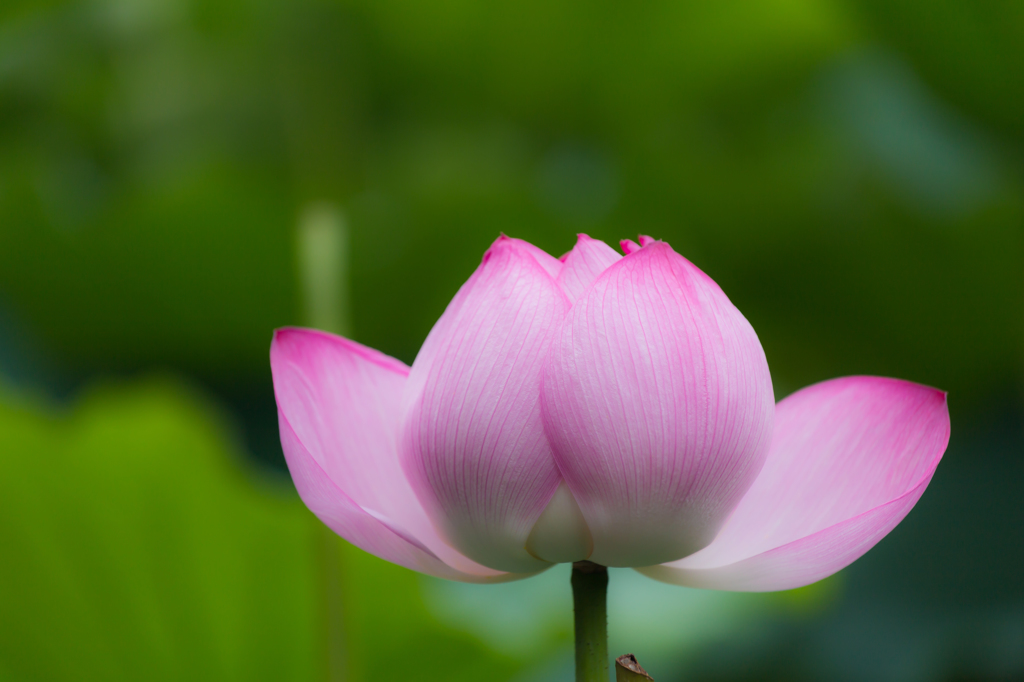 不忍池の蓮
