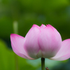 不忍池の蓮