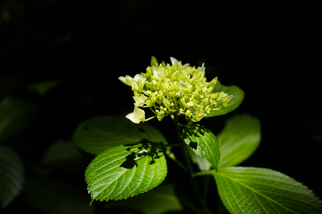 紫陽花　町田・えびね苑
