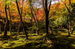 秋の京都・祇王寺