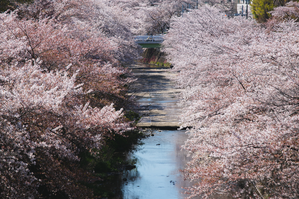 見下ろす桜