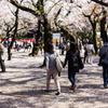 桜スナップ@靖国神社#3