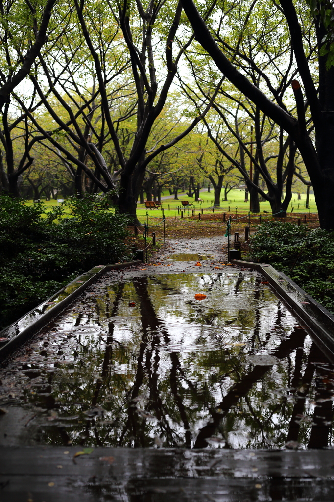 雨の公園